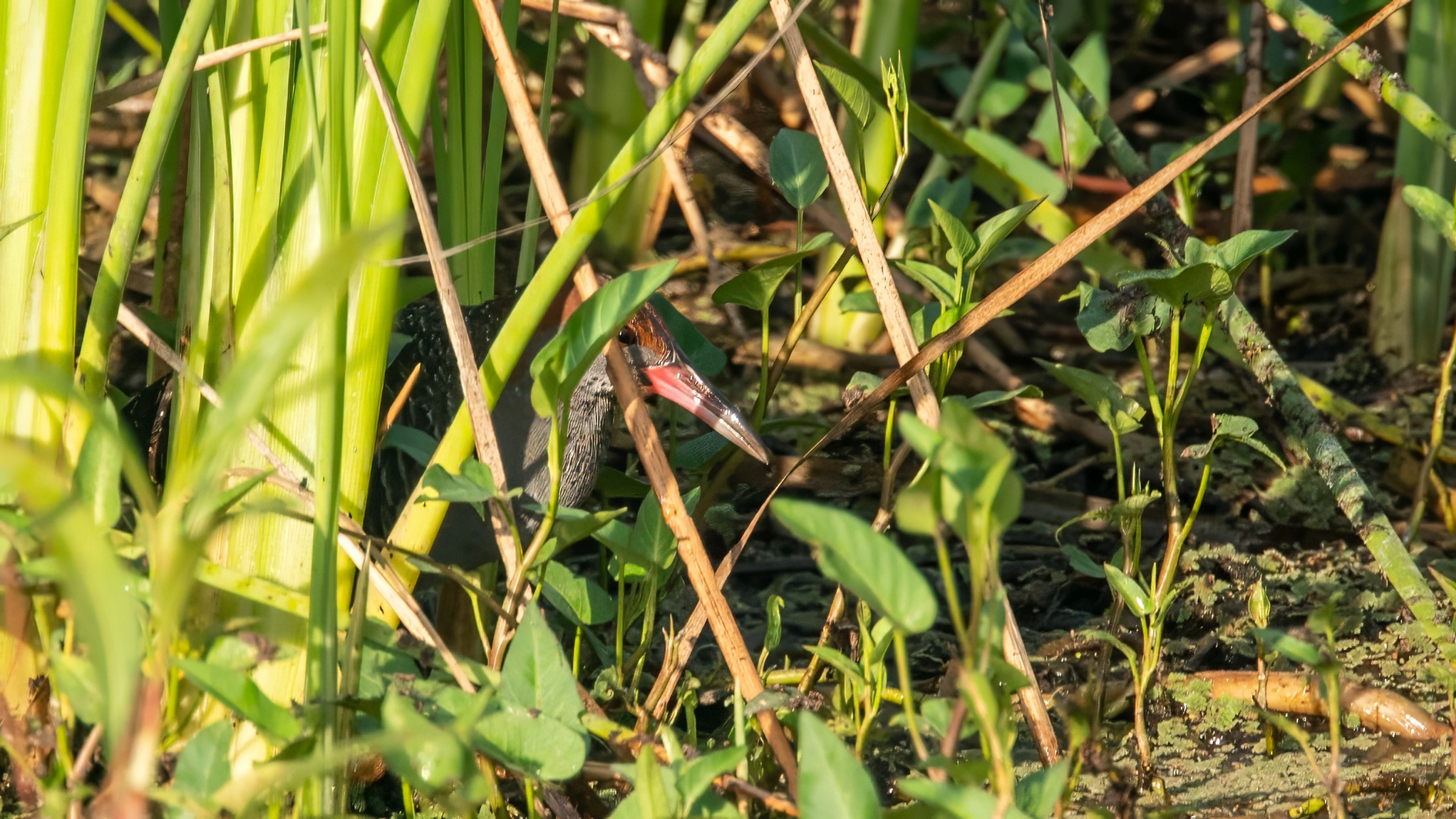 Slaty-breasted Rail